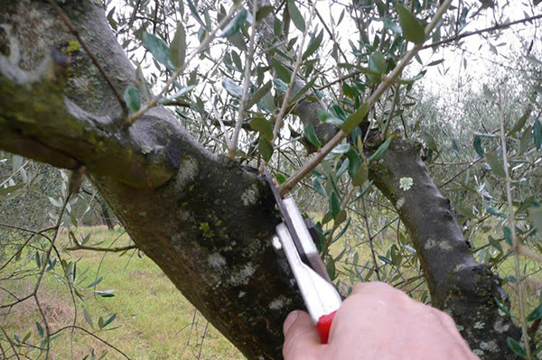 Lamezia, al via primo corso per potatore alberi d'ulivo organizzato dagli Sprar