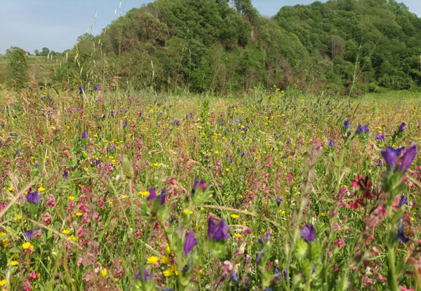 Dog Trekking ed escursione lungo la valle del fiume Savuto il 21 e 28 maggio