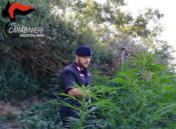 Rivenuta prima piantagione di canapa indiana dell'anno nel reggino 