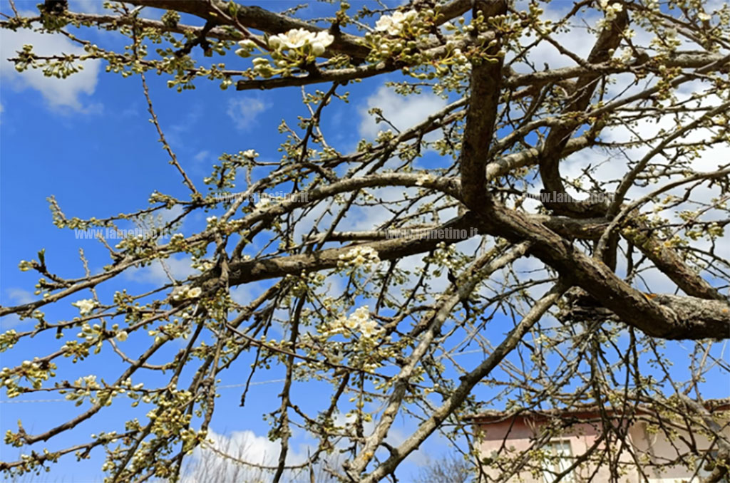 primavera-2024-03_b0a6d.jpg