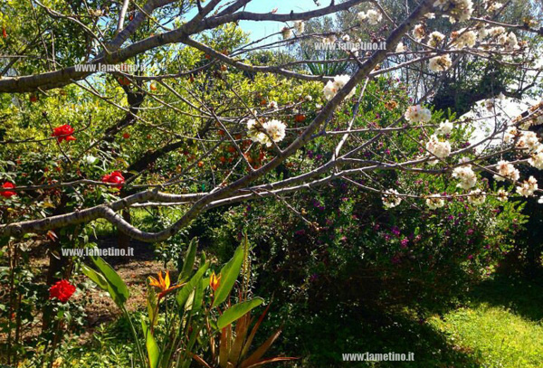 Arriva la Primavera, sole e temperature miti in Calabria