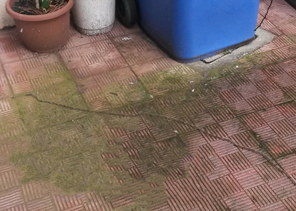 Lamezia: processionaria dei pini in scuola Manzi, denuncia dell’Associazione Quartiere Capizzaglie