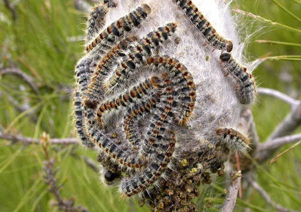 processionaria-processonaria-bruco-bruchi-pino-quercia-cani-allergia.jpg