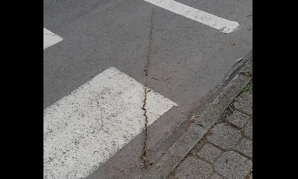 Lamezia, associazione Quartiere Capizzaglie: “Processionaria avanza nella totale indifferenza"