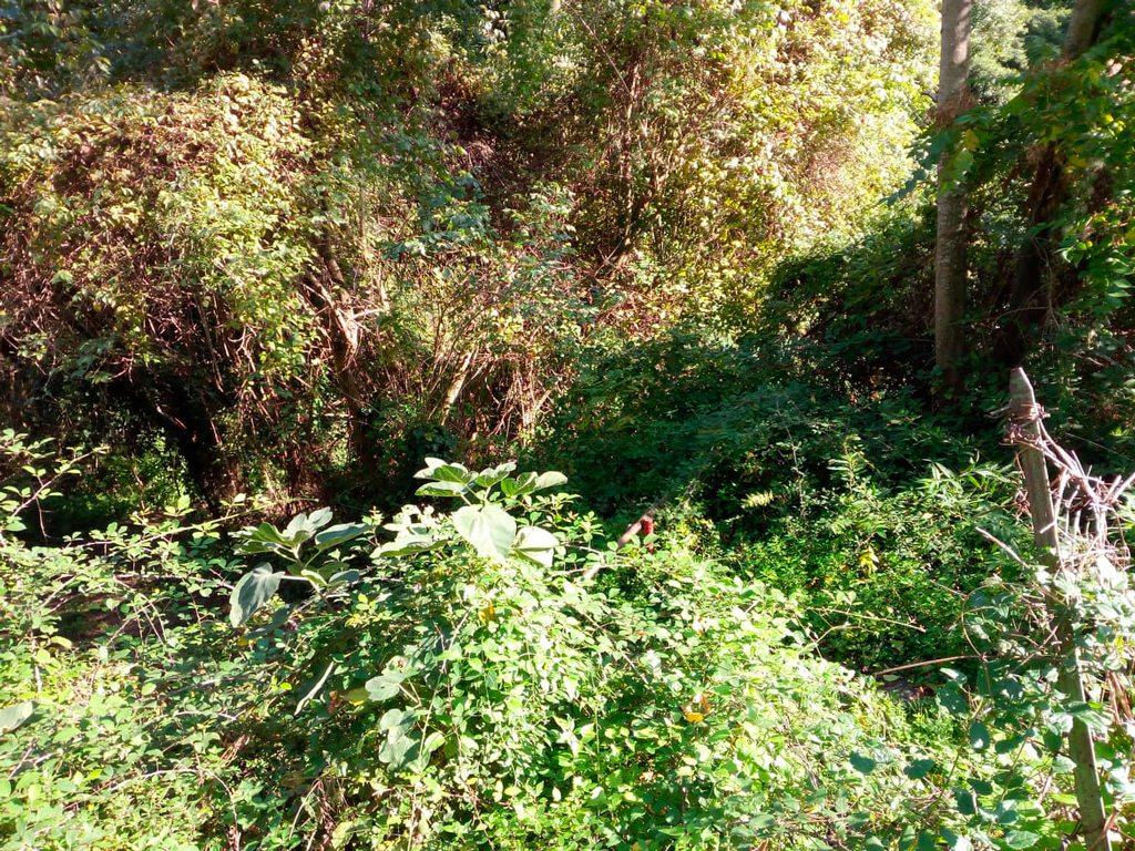 Lamezia, petizione degli abitanti di Gabella per chiedere pulizia torrente