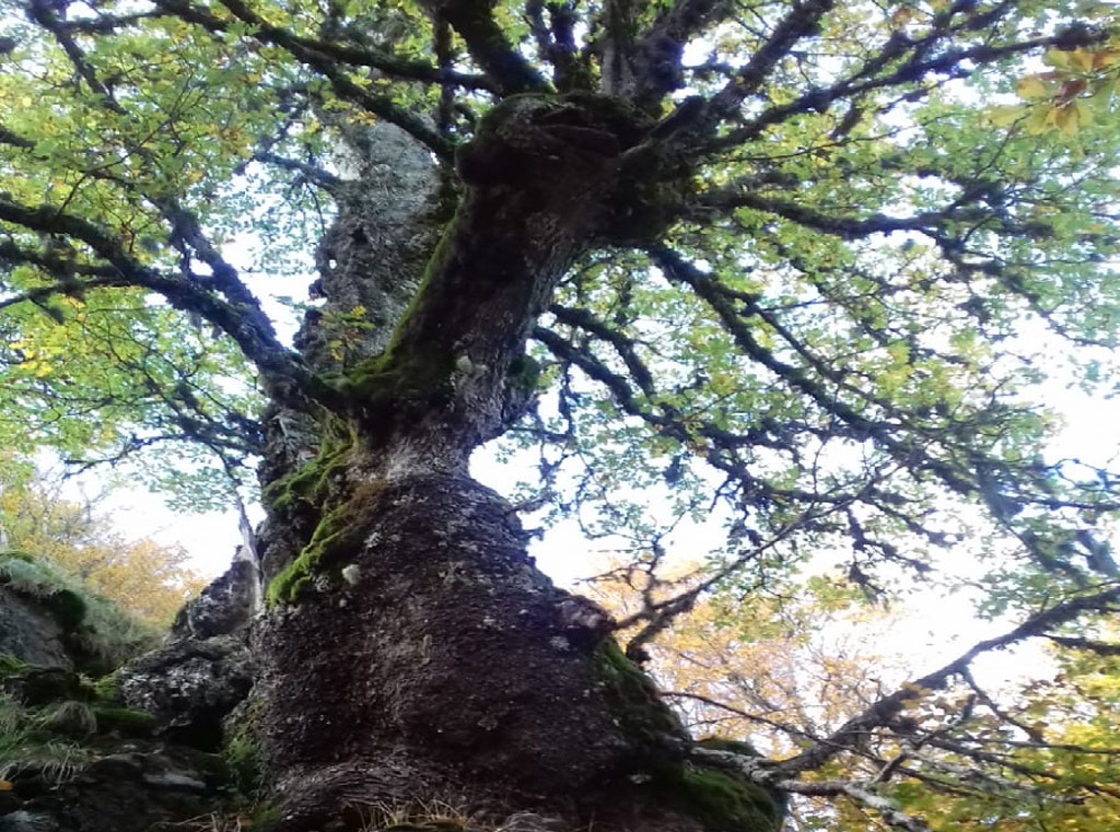 Nel Parco dell'Aspromonte una delle querce più vecchie del mondo
