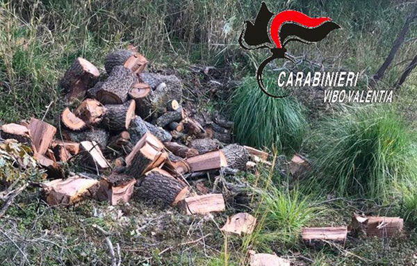 Abbattono querce secolari, un arresto e due denunce nel vibonese