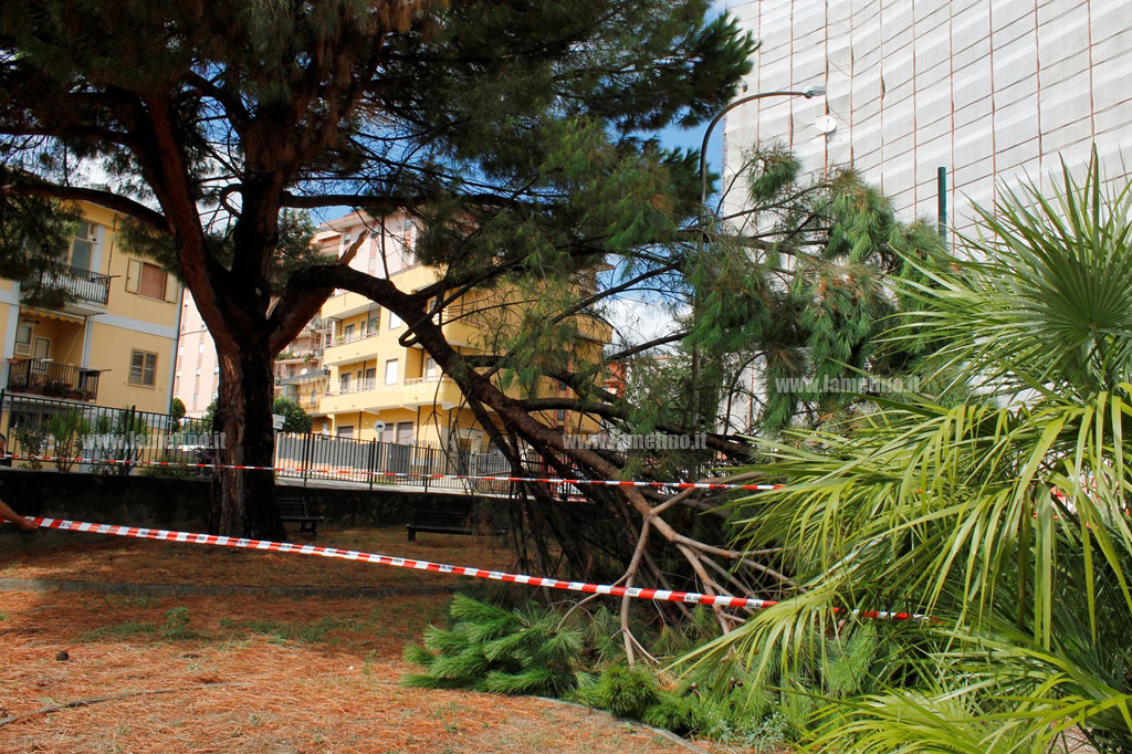 ramo-albero-spezzato-10-sett.jpg