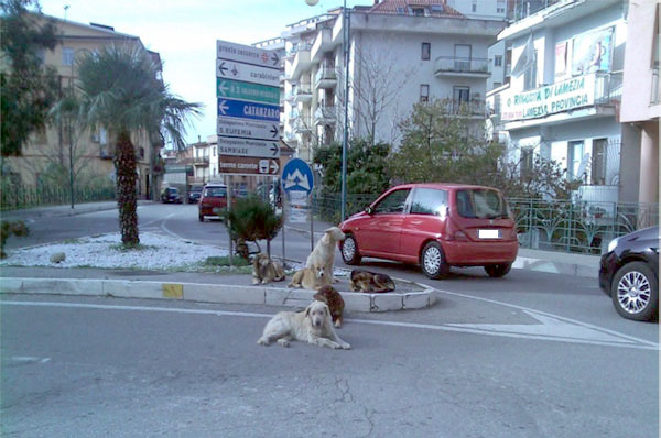 Lamezia: Lettera aperta di un cittadino su cani randagi in Città