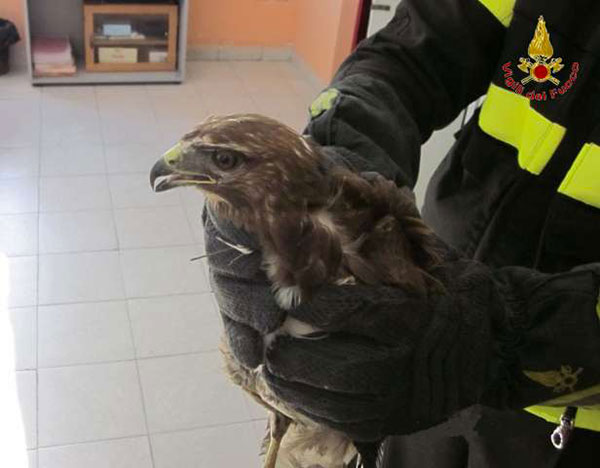 Vigili del Fuoco intervengono per recuperare rapace a Siderno