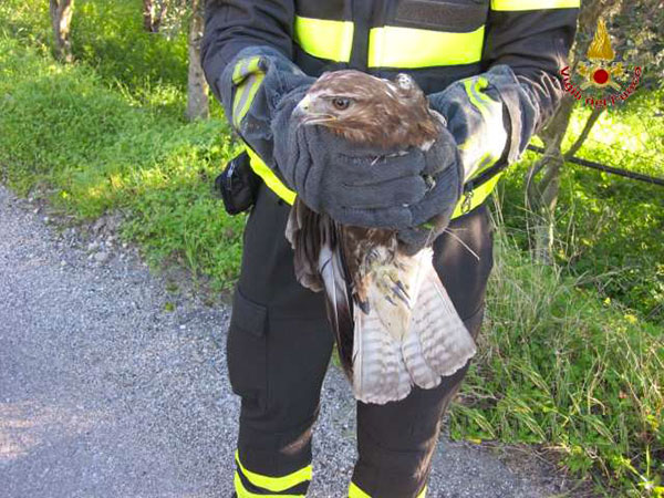 rapace_vigili-del-fuoco2.jpg