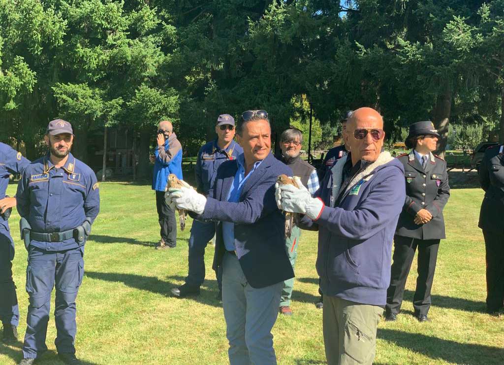 Sei rapaci curati e liberati nel Parco della Sila