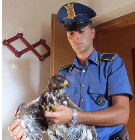 Calabria: Sei rapaci salvati in Sila da Polizia provinciale di Cosenza