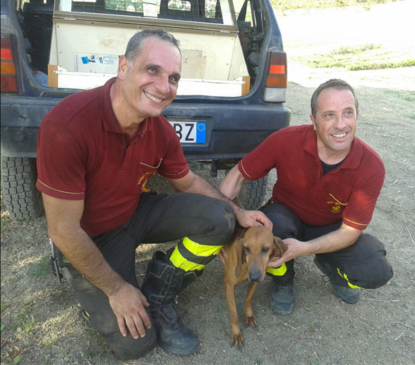 Vigili del fuoco salvano cane nel reggino