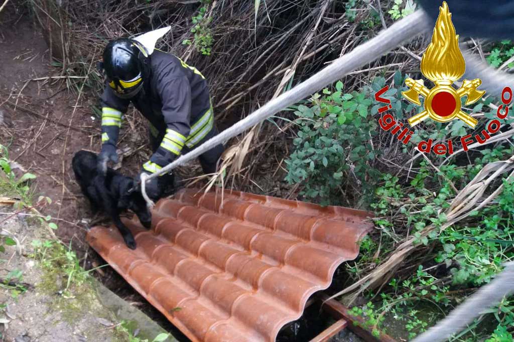 Cane cade in un fosso e la padrona lo cerca per giorni, salvato dai vigili del fuoco a Zambrone