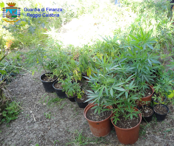 Gdf sequestra laboratorio e piantagione, un arresto nel reggino