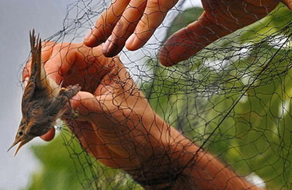 Trappole e reti per catturare uccelli protetti, denunciato nel