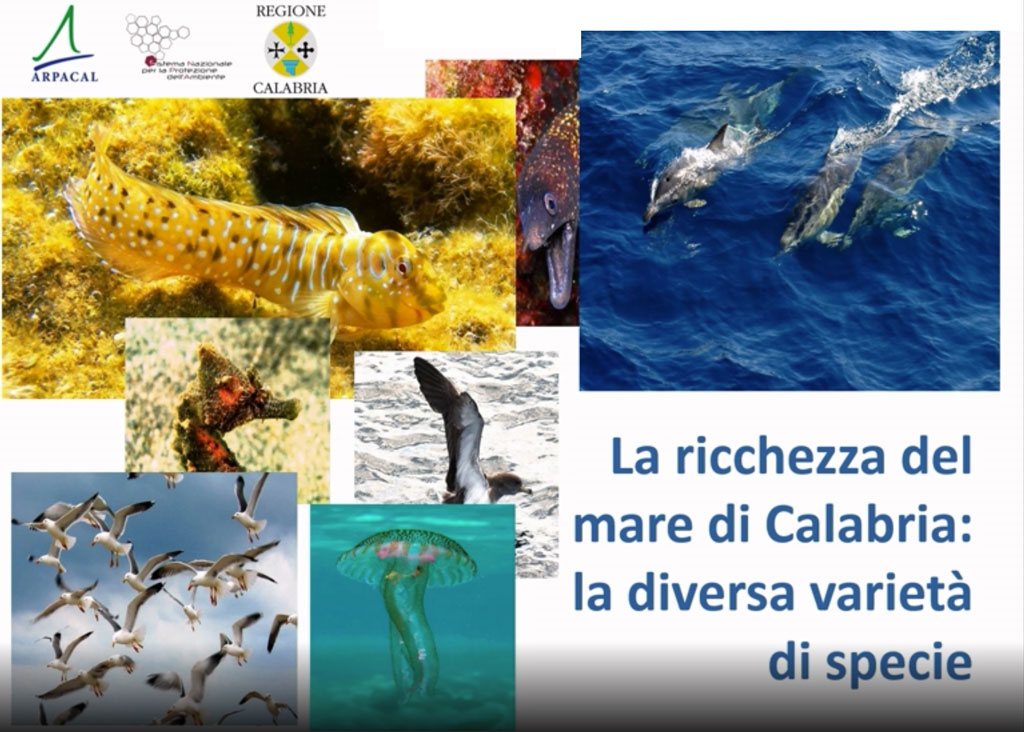 ricchezza-calabria-mare-20201.jpg