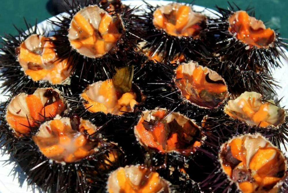 Pesca illegale ricci di mare, una denuncia nel crotonese