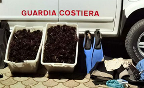 ricci-di-mare-2024-08-13-alle-17.43.17_5c9e0.jpg