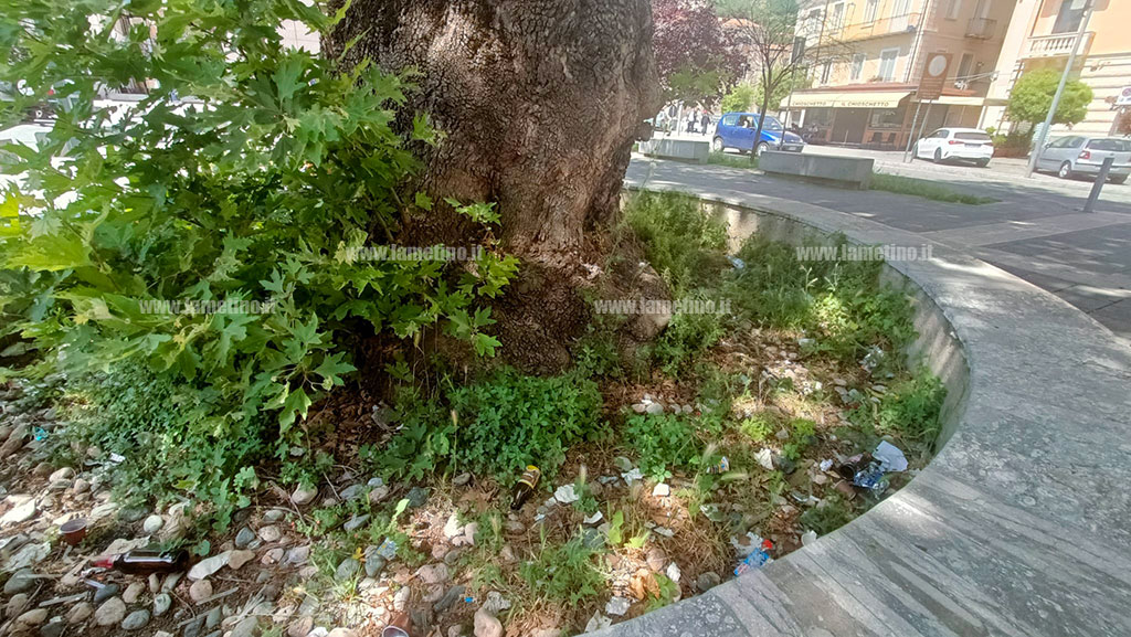rifiuti-aiuola-platano-p-mazzini-2024-05-19-at-15.02.19_05533.jpg