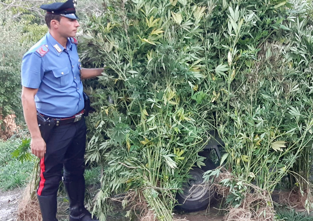 Scoperta piantagione di marijuana occultata nel bosco a Petronà, sequestrata