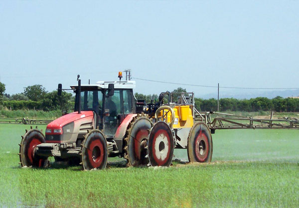 Tutela produzione riso molto attiva anche in Calabria