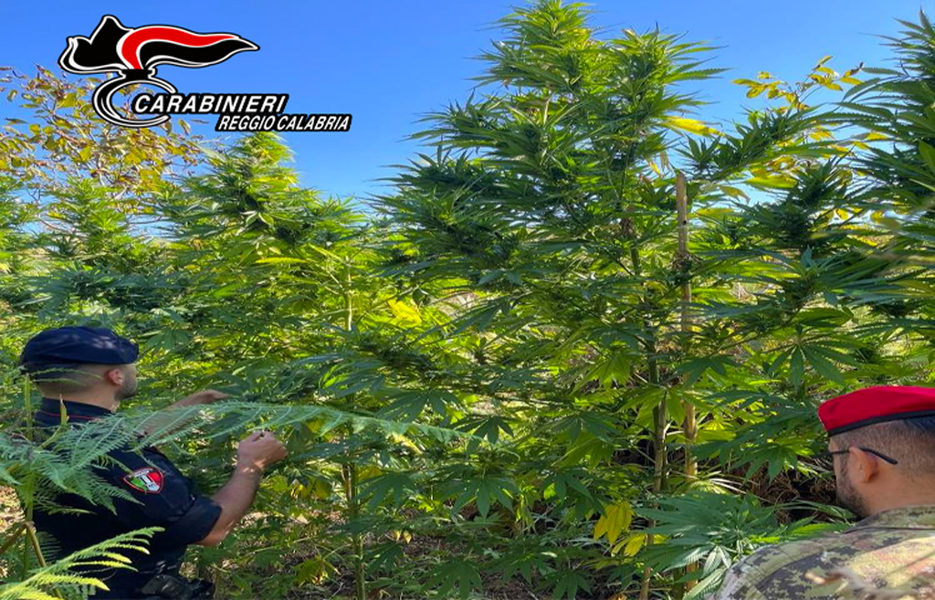 Individuata piantagione di 240 piante di marijuana: tre arresti a  Gioia Tauro