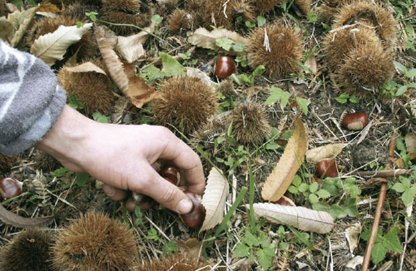 Rubano castagne e aggrediscono proprietaria terreno, 6 arresti a Rose