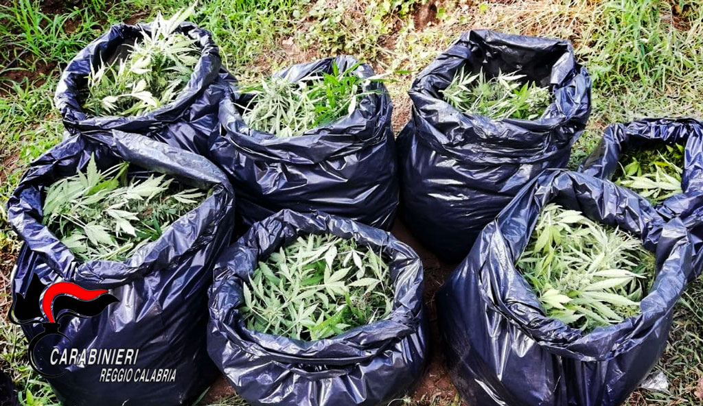 Sorpresi a coltivare piante di marijuana a Cittanova: 4 condanne