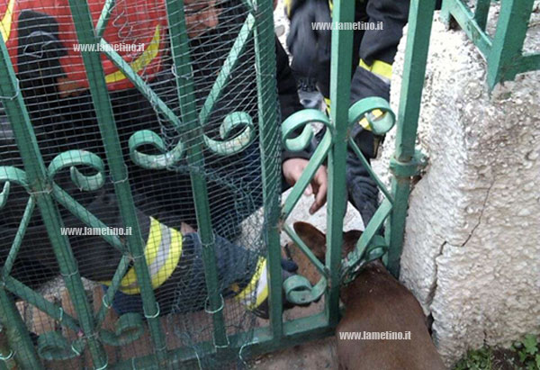 salvataggio-cane-vigili-fuoco-catanzaro-2.jpg