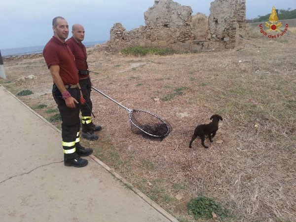 salvataggio-cane-vigili-fuoco-crotone-2.jpg
