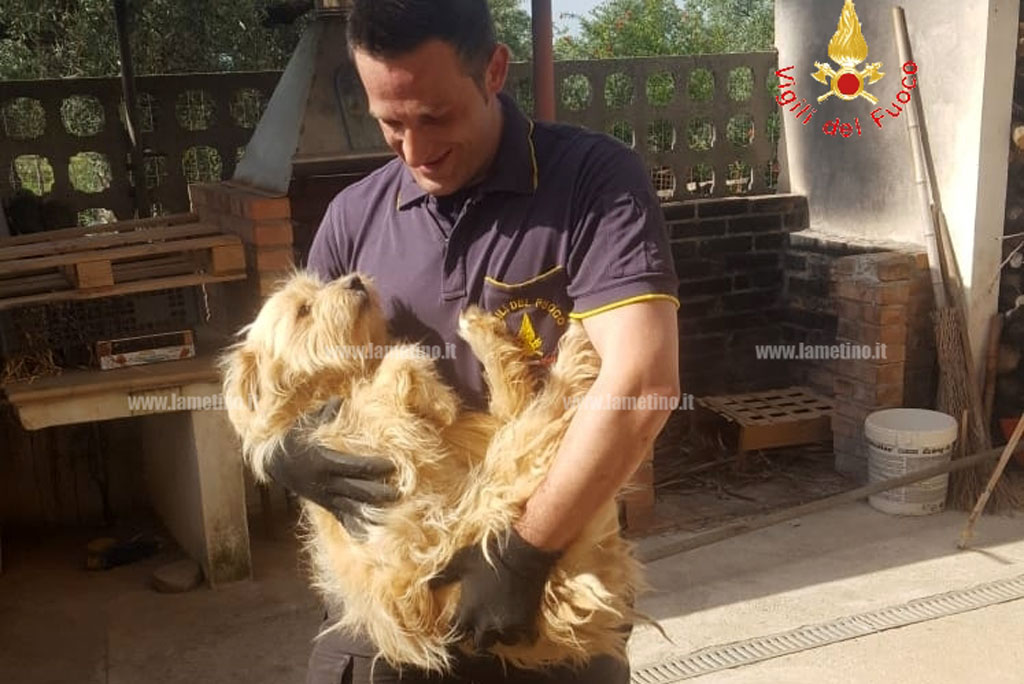 Lamezia, cane resta incastrato sotto lastrone di cemento: salvato da vigili del fuoco