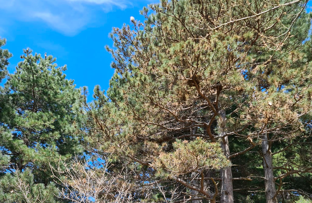 Lamezia, residenti contrada San Minà preoccupati: "Pineta e suo circondario invasi da processionaria"