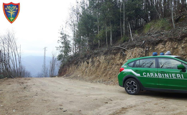 Bosco di castagno estirpato in area sottoposta a vincolo paesaggistico ambientale, una denuncia a Reggio