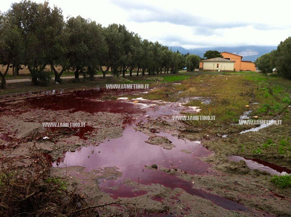 Lamezia: Azienda di macellazione gettava scarti su terreno, denunciato