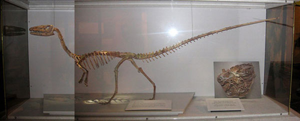 Museo di Paleontologia Unical esporrà scheletro dinosauro carnivoro 