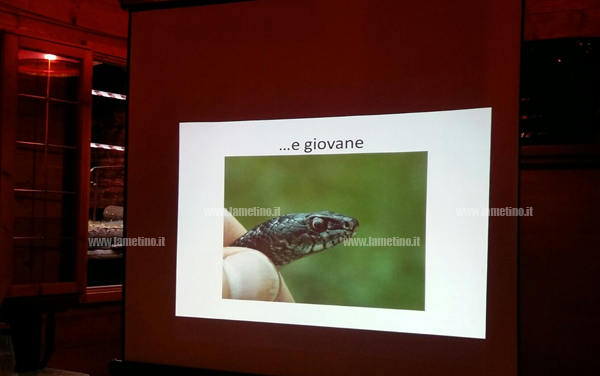 sepente_giovane.jpg