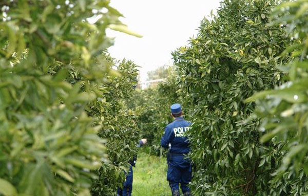 Calabria: Sequestrato agrumeto abusivo in alveo fiume, una denuncia