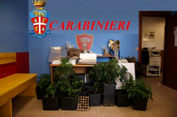 Calabria: Scoperto laboratorio per coltivare cannabis in casa, un arresto