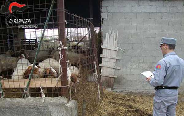 Sequestrati ovi-caprini privi identificazione nel cosentino