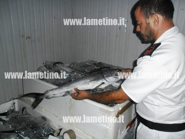 Calabria: Guardia costiera sequestra 205 esemplari pesce sotto misura 