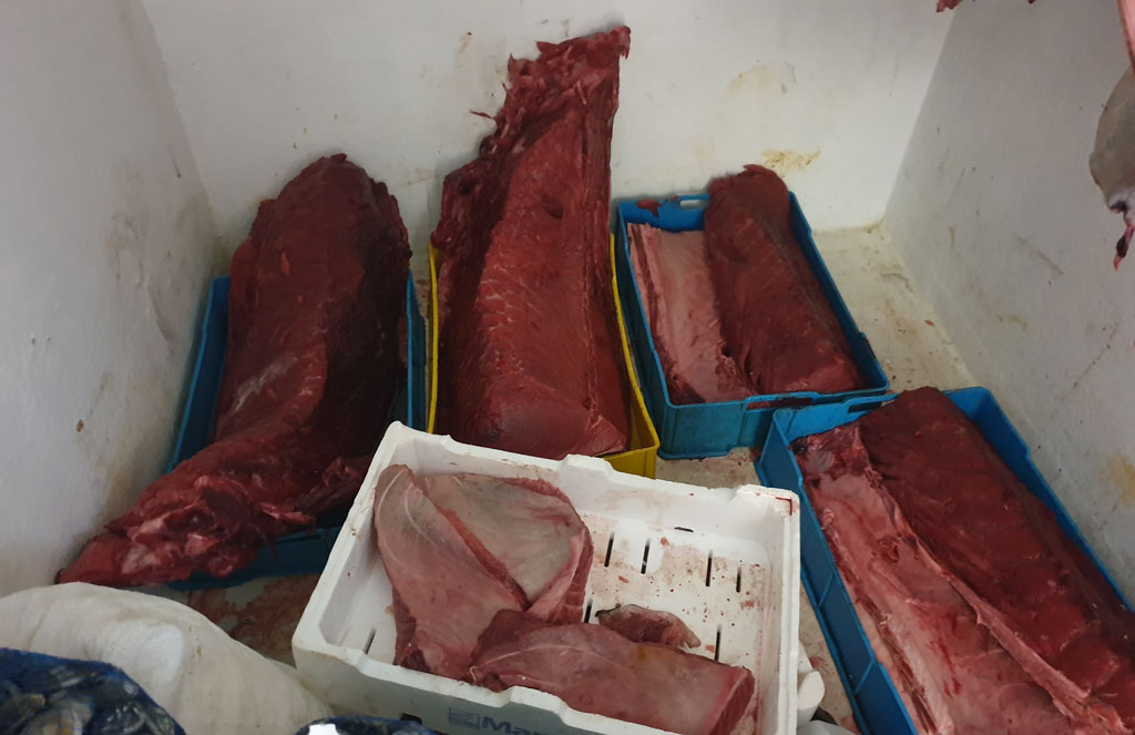Sequestrati 120 kg di tonno rosso nel vibonese privi di tracciabilità