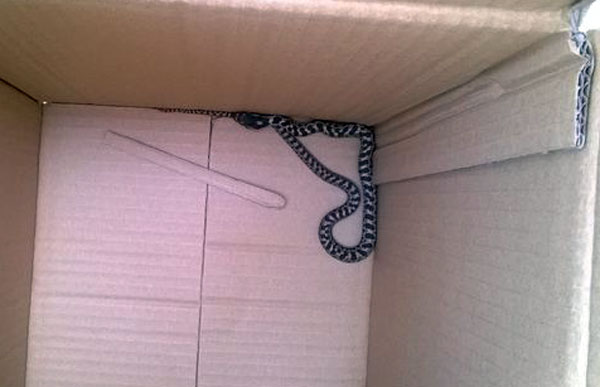 Serpente a "passeggio" in centro Cosenza, catturato da Polizia provinciale