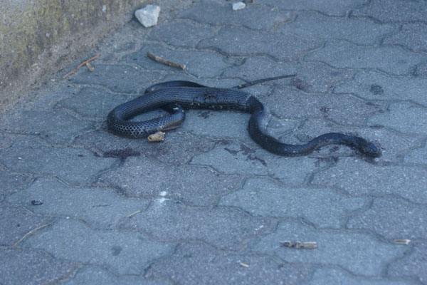 serpente3