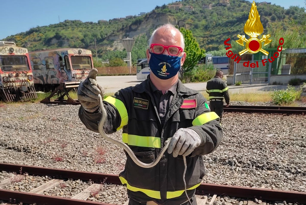 Serpente in autobus delle ferrovie della Calabria a Cosenza, catturato e liberato dai vigili del fuoco