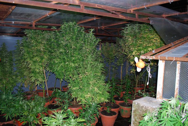 Trovate 550 piantine di marijuana in casa non abitata nel vibonese
