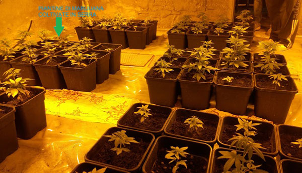 Scoperta serra di marijuana in casa 54enne reggino e sequestrate circa 38mila dosi, arrestato