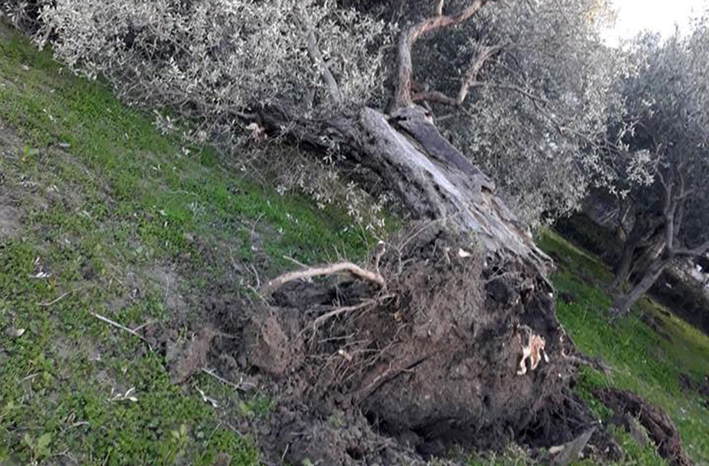 Maltempo, Coldiretti: in Calabria serre divelte e alberi spezzati