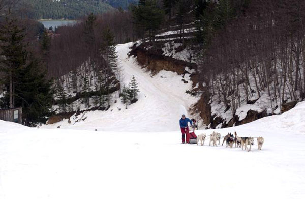 Sull’altopiano della Sila torna “Dogs on the snow”